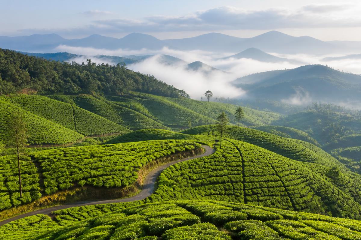 Kuttikanam hill station green tea plantations in Kerala — a scenic getaway near our premium hotel Erumely Kerala